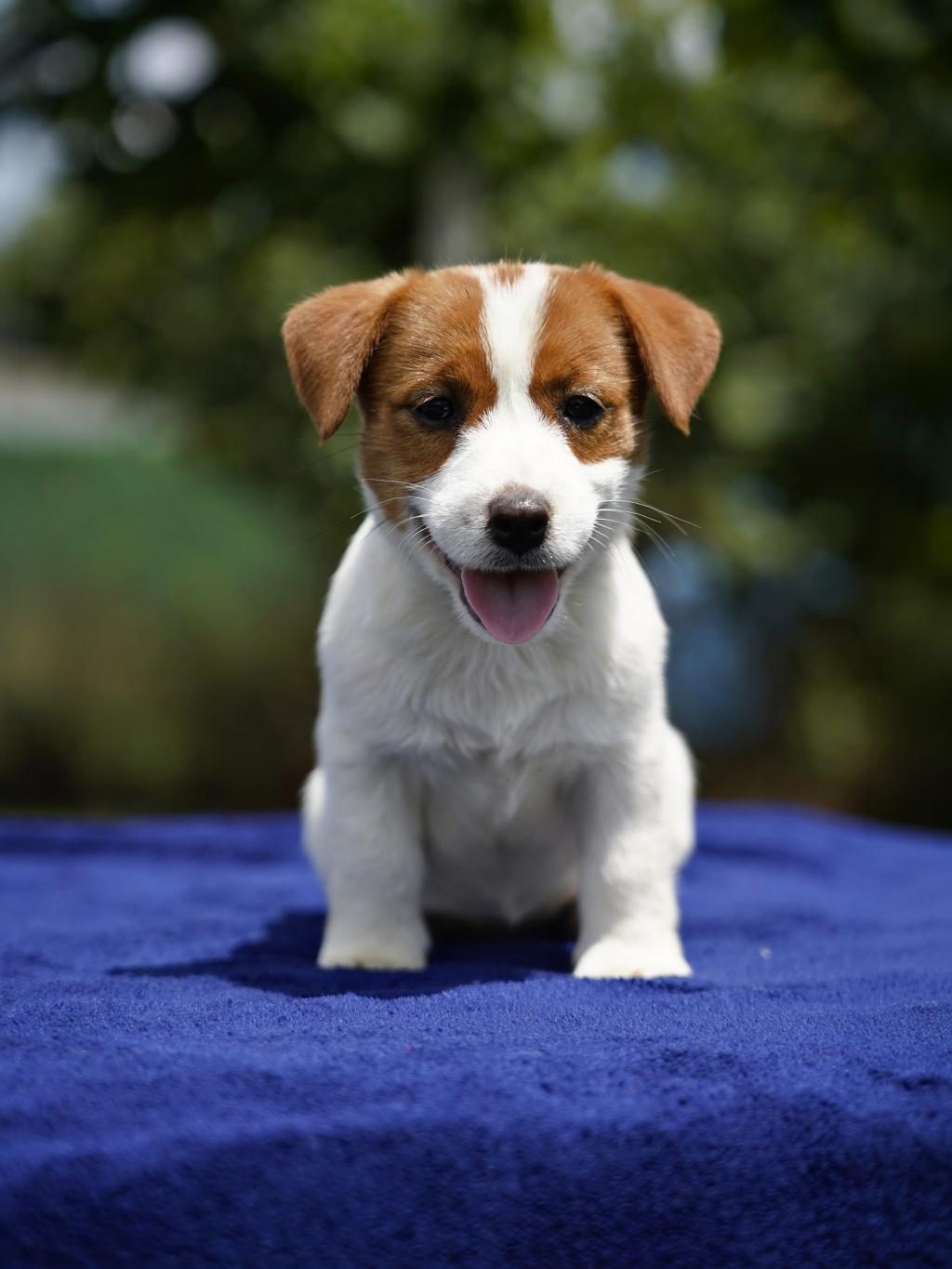 FCI ŞECERELİ SAFKAN 2 DİŞİ YAVRU KÖPEĞİMİZ AİLE ARIYOR