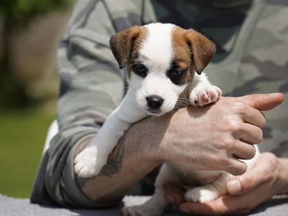 FCI ŞECERELİ SAFKAN JACK RUSSELL TERRİER YAVRU