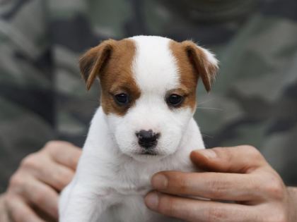 FCI ŞECERELİ SAFKAN 2 DİŞİ YAVRU KÖPEĞİMİZ AİLE ARIYOR