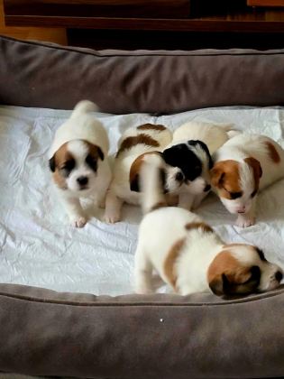 ŞECERELİ JACK RUSSELL YAVRULAR