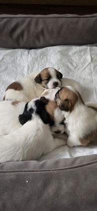 ŞECERELİ JACK RUSSELL YAVRULAR