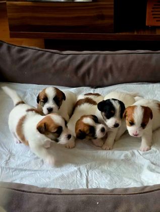 ŞECERELİ JACK RUSSELL YAVRULAR