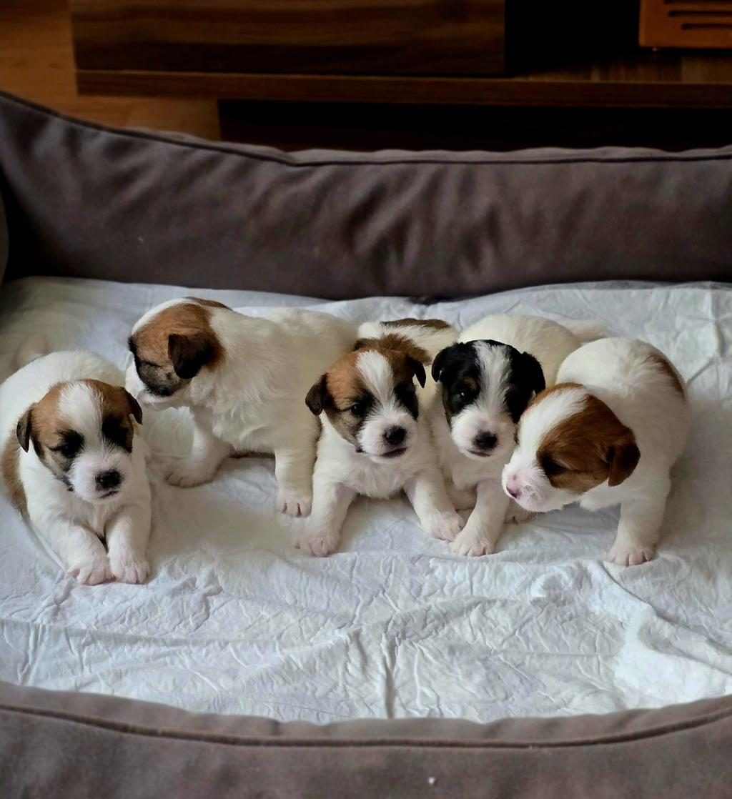 ŞECERELİ JACK RUSSELL YAVRULAR