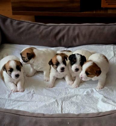 ŞECERELİ JACK RUSSELL YAVRULAR