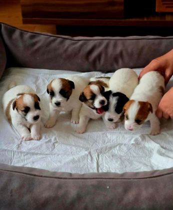 ŞECERELİ JACK RUSSELL YAVRULAR