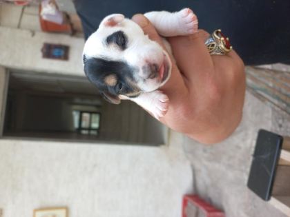 YAVRU JACK RUSSELL