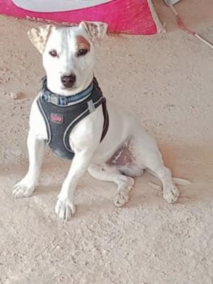 YAVRU JACK RUSSELL