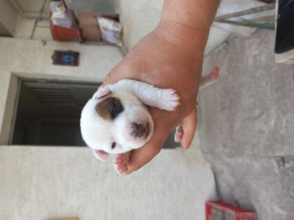 YAVRU JACK RUSSELL