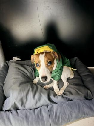 1.5 YAŞINDA KISIR DİŞİ JACK RUSSELL