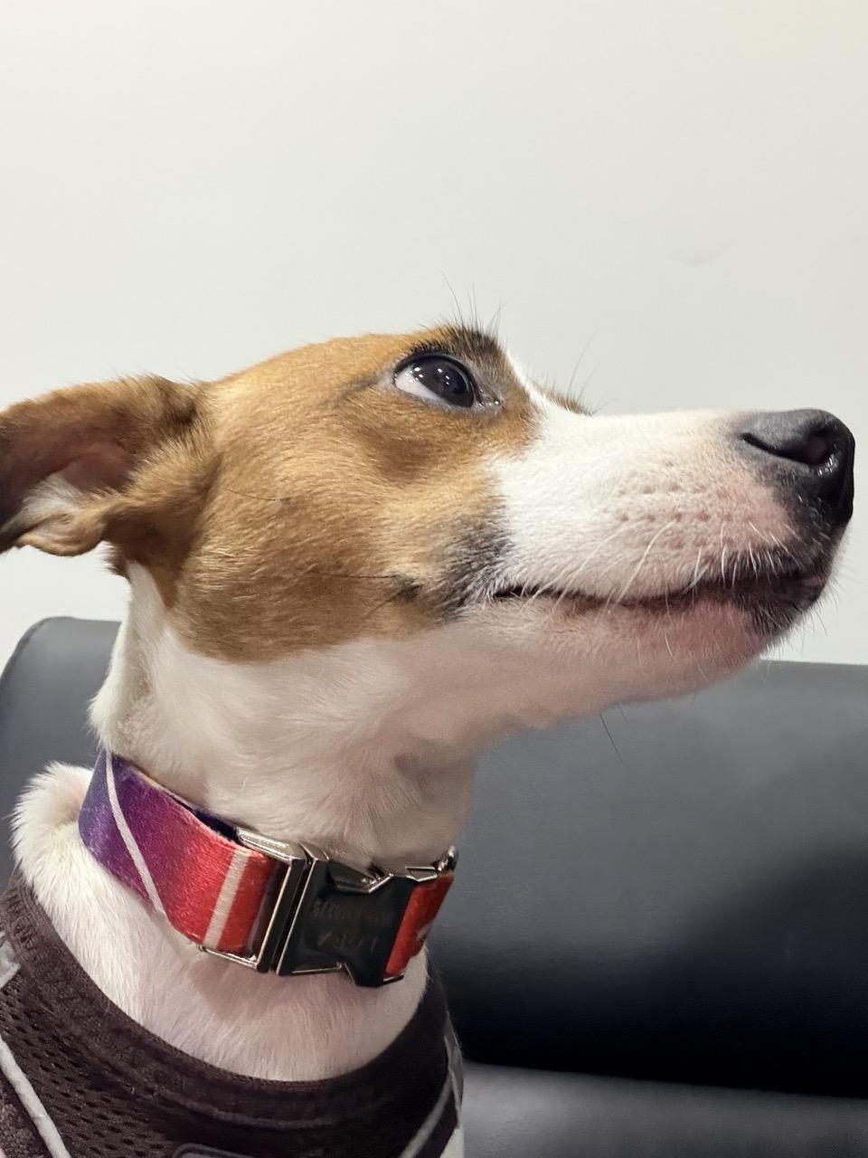 1.5 YAŞINDA KISIR DİŞİ JACK RUSSELL