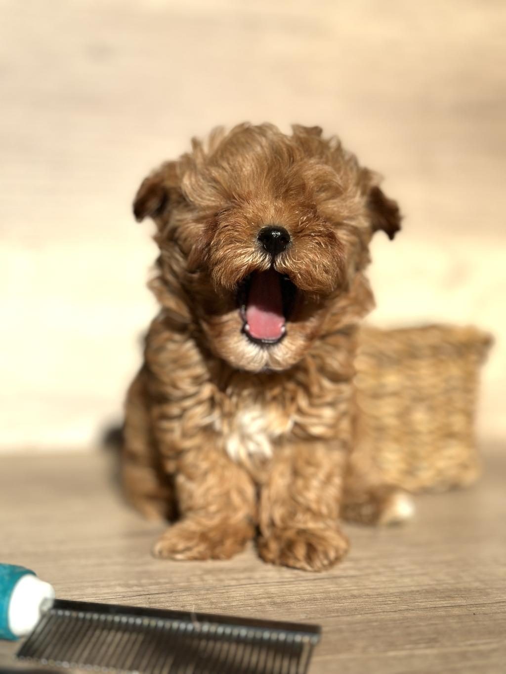 TİNY TEDDY FACE KORE MALTİPOO