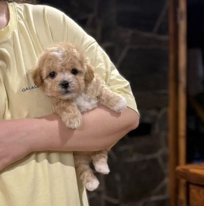 KOREAN TEACUP MALTİPOO BEBEKLER