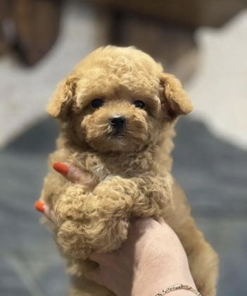 MİNİ MALTİPOO BEBEKLERİMİZ