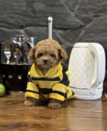 MİNİ MALTİPOO BEBEKLERİMİZ