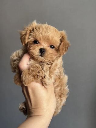 KOREAN TEACUP MALTİPOO BEBEKLER