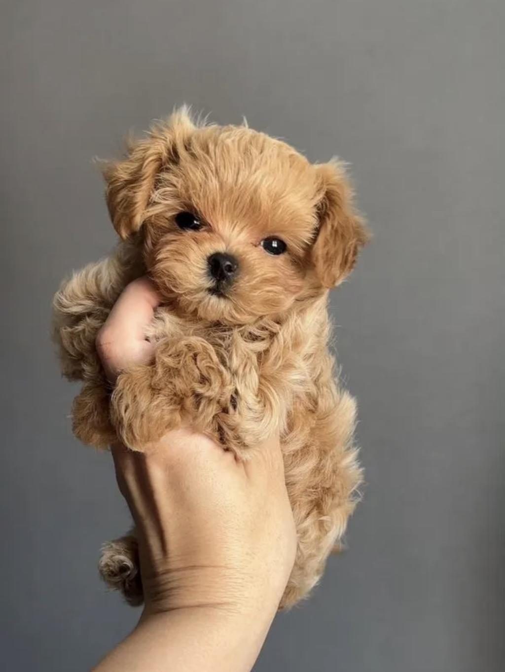 KOREAN TEACUP MALTİPOO BEBEKLER