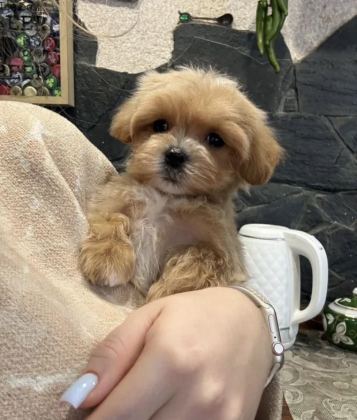 KOREAN TEACUP MALTİPOO BEBEKLER