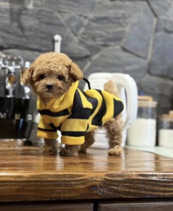 MİNİ MALTİPOO BEBEKLERİMİZ