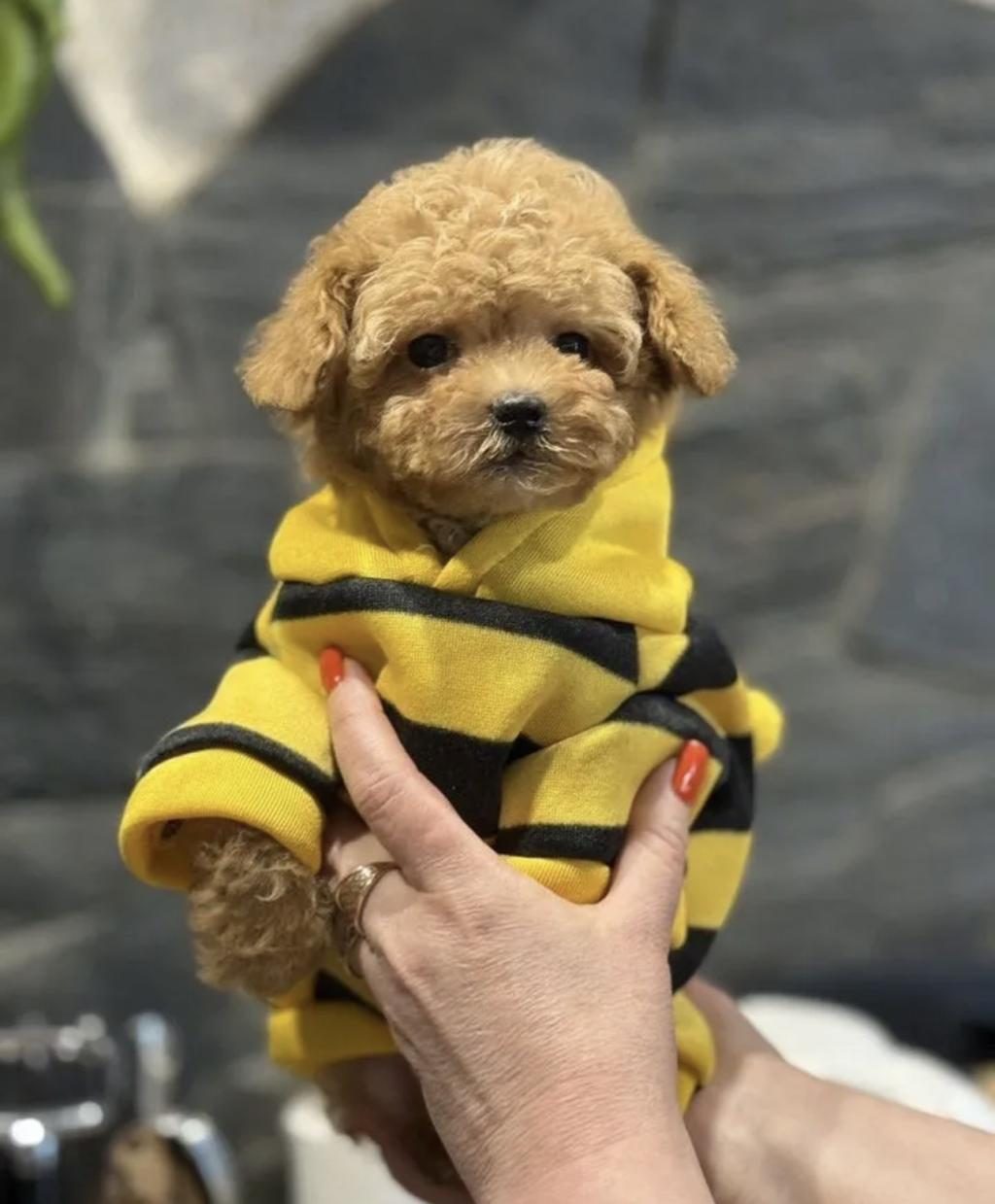 MİNİ MALTİPOO BEBEKLERİMİZ