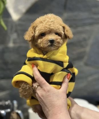 MİNİ MALTİPOO BEBEKLERİMİZ
