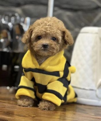 MİNİ MALTİPOO BEBEKLERİMİZ