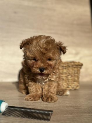 TİNY TEDDY FACE KORE MALTİPOO