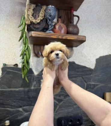 KOREAN TEACUP MALTİPOO BEBEKLER
