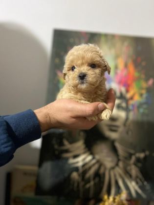 MALTİPOO KAPIDA ÖDEME VE KREDİ KARTI İMKâNI MEVCUTTUR