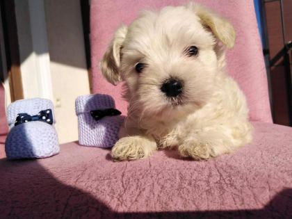 MALTİPOO KAPIDA ÖDEME VE KREDİ KARTI İMKâNI MEVCUTTUR