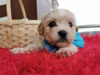 ORİJİNAL MALTİPOO YAVRULAR RANDEVU ALARAK BAKABİLİRSİNİZ
