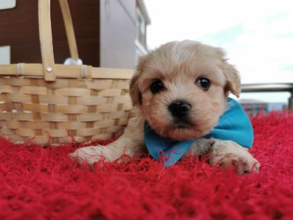 ORİJİNAL MALTİPOO YAVRULAR RANDEVU ALARAK BAKABİLİRSİNİZ