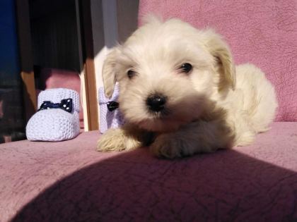 MALTİPOO KAPIDA ÖDEME VE KREDİ KARTI İMKâNI MEVCUTTUR