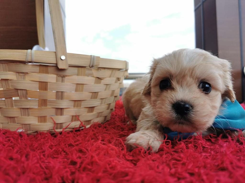 ORİJİNAL MALTİPOO YAVRULAR RANDEVU ALARAK BAKABİLİRSİNİZ