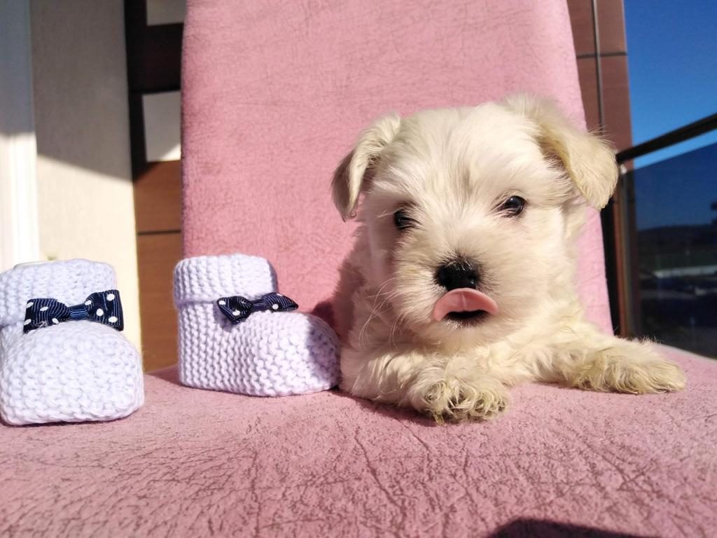 MALTİPOO KAPIDA ÖDEME VE KREDİ KARTI İMKâNI MEVCUTTUR