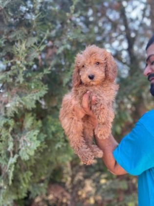 ORİJİNAL MALTİPOO YAVRULAR RANDEVU ALARAK BAKABİLİRSİNİZ