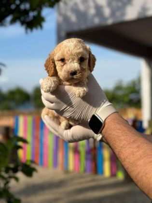 ORİJİNAL MALTİPOO YAVRULAR RANDEVU ALARAK BAKABİLİRSİNİZ