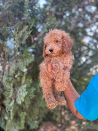 ORİJİNAL MALTİPOO YAVRULAR RANDEVU ALARAK BAKABİLİRSİNİZ