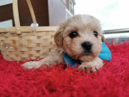 ORİJİNAL MALTİPOO YAVRULAR RANDEVU ALARAK BAKABİLİRSİNİZ