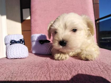 MALTİPOO KAPIDA ÖDEME VE KREDİ KARTI İMKâNI MEVCUTTUR