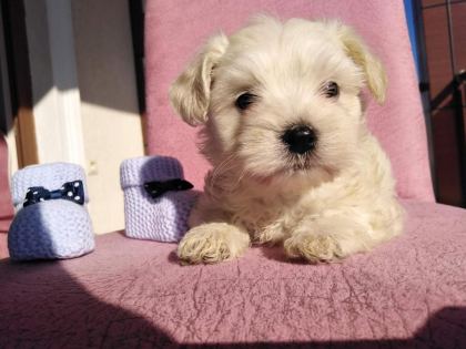 MALTİPOO KAPIDA ÖDEME VE KREDİ KARTI İMKâNI MEVCUTTUR