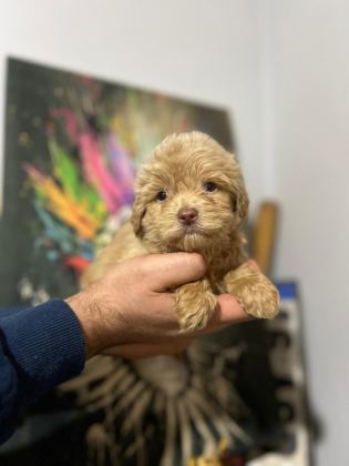 MALTİPOO KAPIDA ÖDEME VE KREDİ KARTI İMKâNI MEVCUTTUR