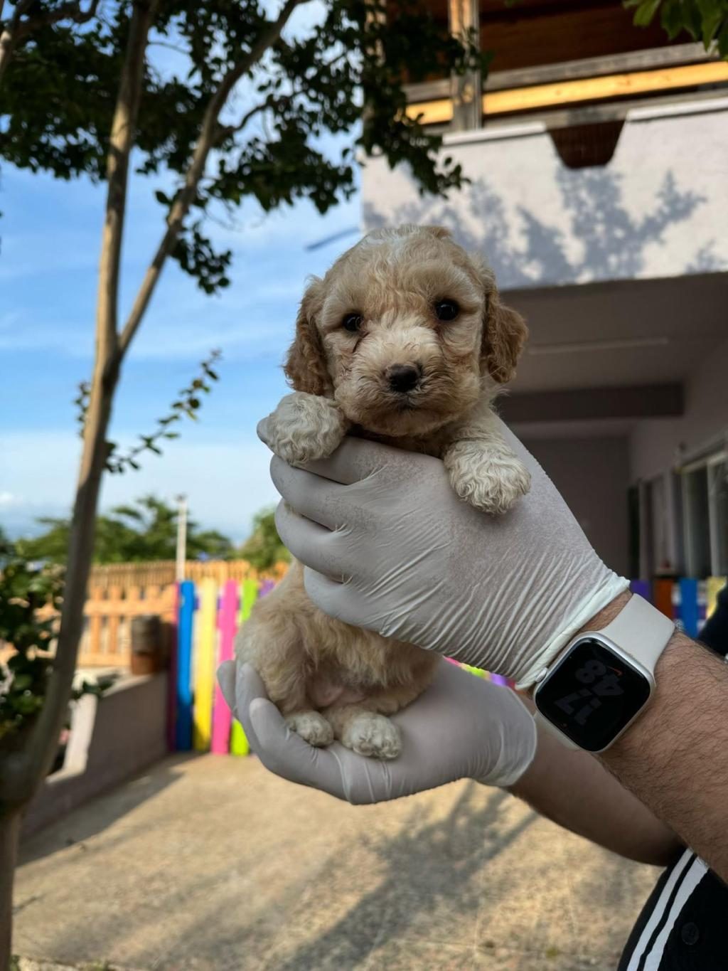 ORİJİNAL MALTİPOO YAVRULAR RANDEVU ALARAK BAKABİLİRSİNİZ