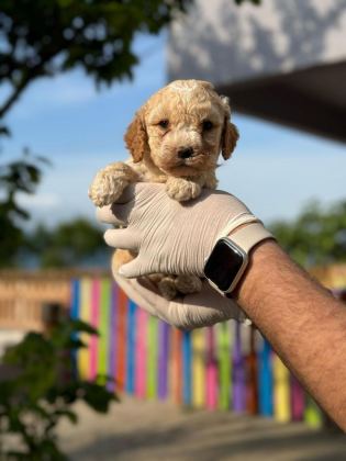 ORİJİNAL MALTİPOO YAVRULAR RANDEVU ALARAK BAKABİLİRSİNİZ