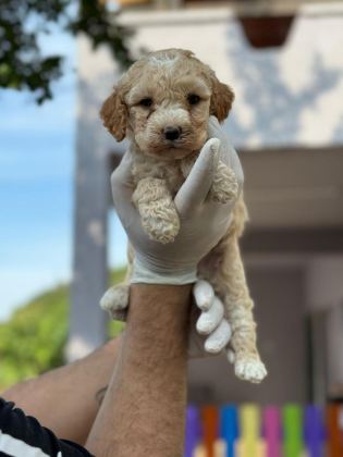 ORİJİNAL MALTİPOO YAVRULAR RANDEVU ALARAK BAKABİLİRSİNİZ
