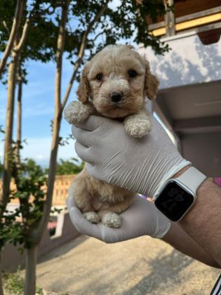 ORİJİNAL MALTİPOO YAVRULAR RANDEVU ALARAK BAKABİLİRSİNİZ