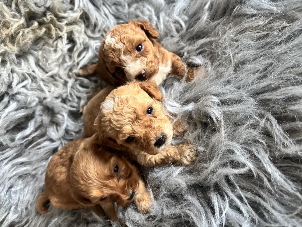 MALTİPOO BEBEKLERİ SEVİMLİ
