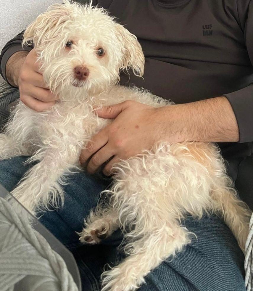 1 YAŞINDA DİŞİ EĞİTİMLİ MALTİPOO
