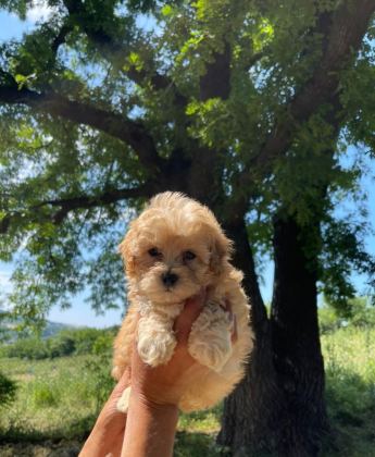 SEVİMLİ MALTİPOO KÖPEKLERİM