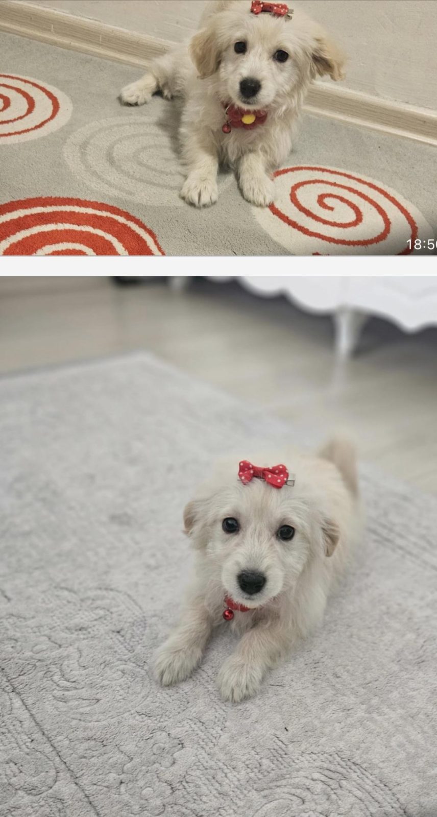SEVİMLİ YAVRU KÖPEĞE ACİL EV ARIYORUZ