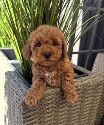 RED TOY POODLE YAVRULARI